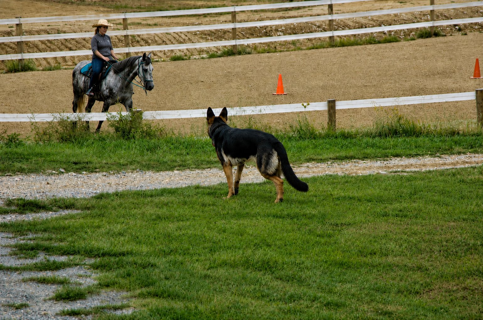 Dallas watching over Cissy riding Regalo in the arena